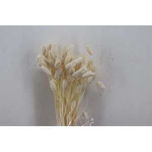 Dried Phalaris Bleached Bunch Slv