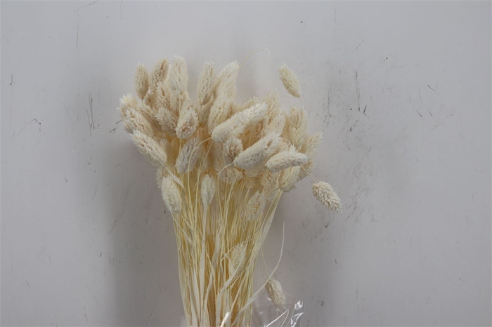 <h4>Dried Phalaris Bleached Bunch Slv</h4>