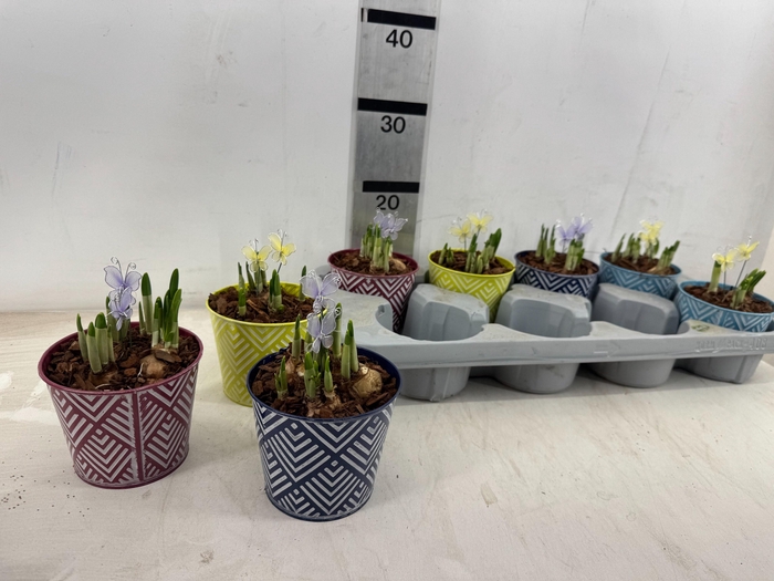 <h4>ARR N TETE A TETE</h4>