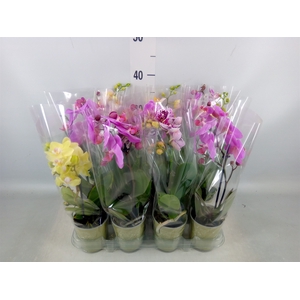 Phalaenopsis   ...mix