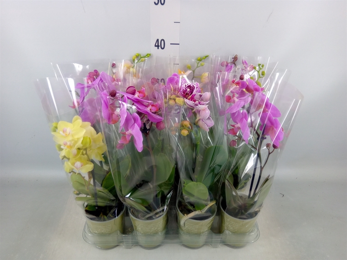 <h4>Phalaenopsis   ...mix</h4>