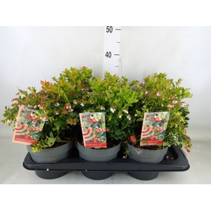 Vaccinium vitis-idaea 'Fireballs'