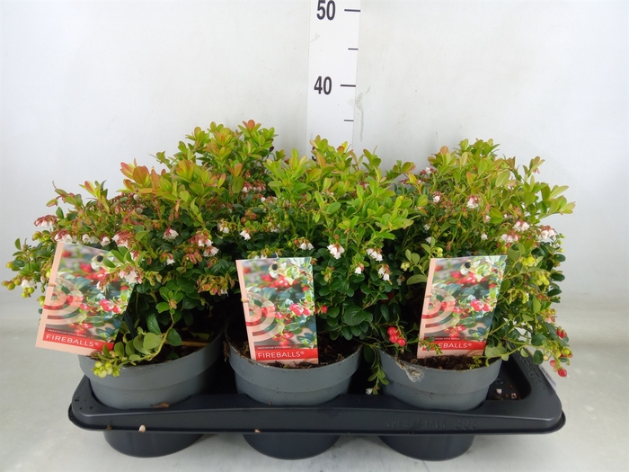 <h4>Vaccinium vitis-idaea 'Fireballs'</h4>