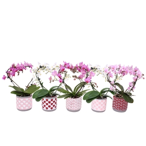 Phal. Multi vorm mix 