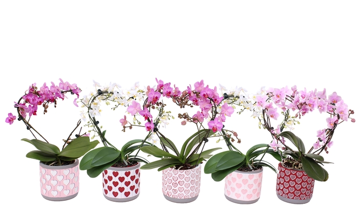 <h4>Phal. Multi vorm mix "Blossoming Heart" in BGC021 Cement Hearts</h4>