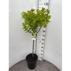 HYDR PANICULATA