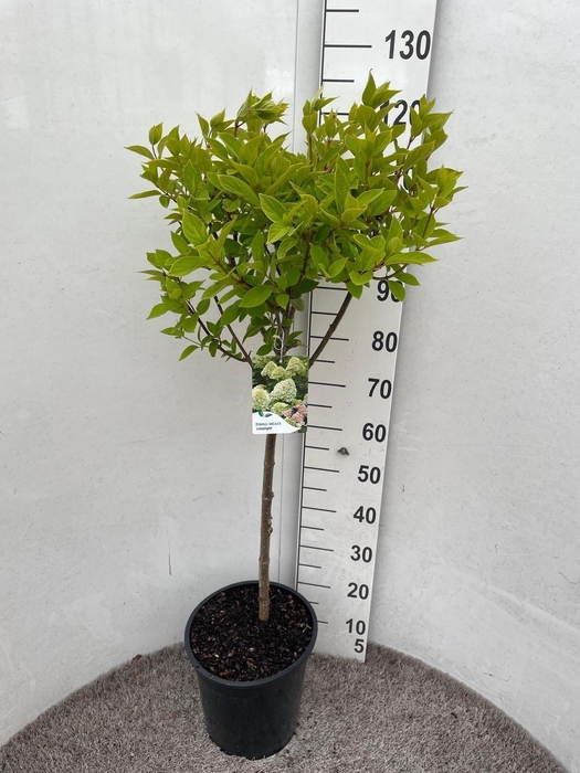 <h4>HYDR PANICULATA</h4>