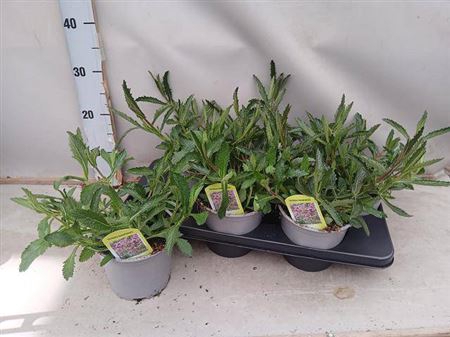 <h4>Verbena Bonariensis</h4>