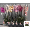 Phal Gem 5 Kl 2 Branches 16+