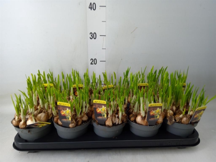 <h4>Narcissus   ...</h4>