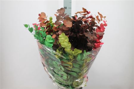 <h4>Euca Cinerea Klb Autumm Mix</h4>