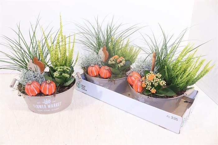 <h4>ARR TUINPLANTEN</h4>