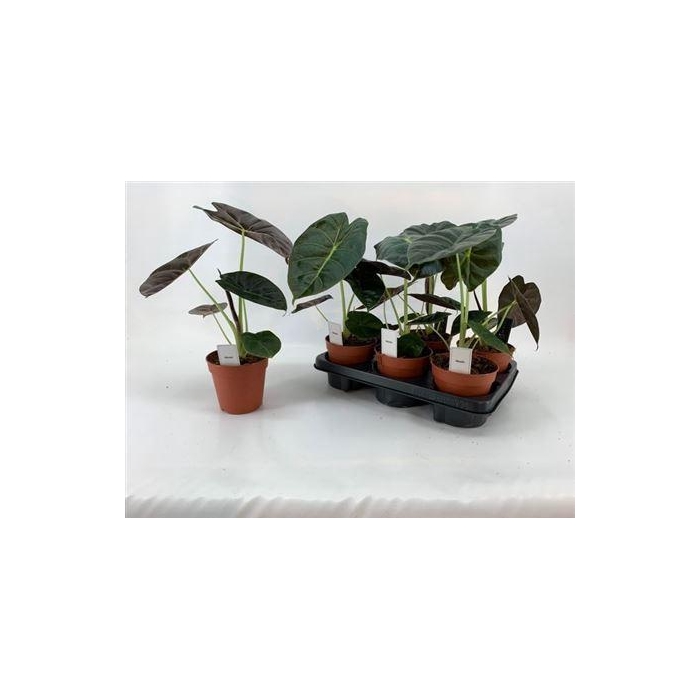 <h4>Aloc Golden Bone</h4>