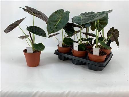 <h4>Aloc Lukiwan</h4>