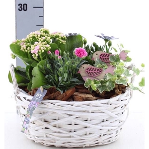 ARR TUINPLANTEN