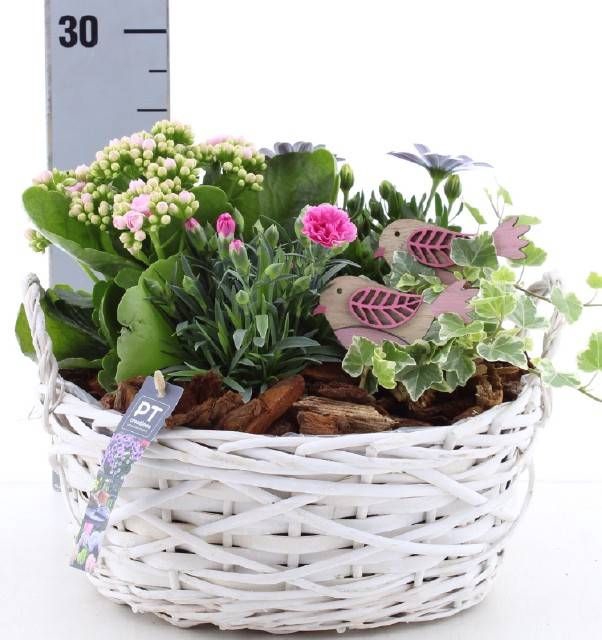 <h4>ARR TUINPLANTEN</h4>