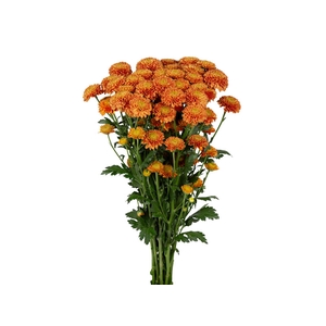 CRISANTEMO SANTINI LIONKING 080 CM