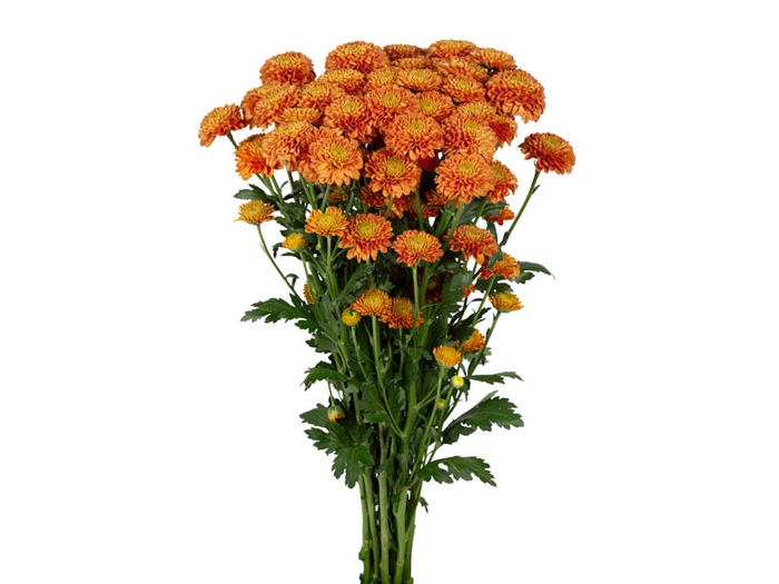 <h4>CRISANTEMO SANTINI LIONKING 080 CM</h4>