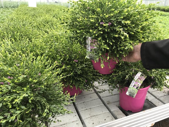 BORONIA CRENULATA P20