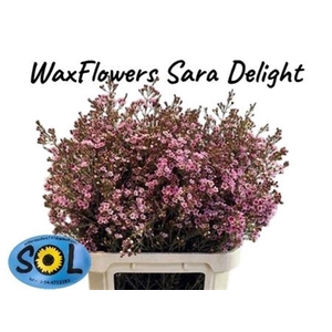 CHAME SARAHS DELIGHT