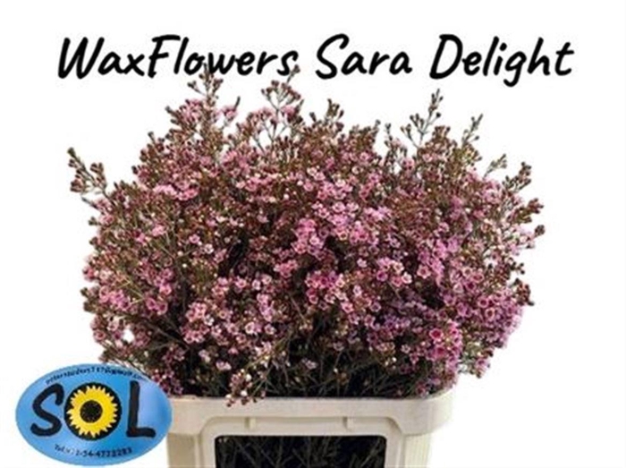 <h4>CHAME SARAHS DELIGHT</h4>