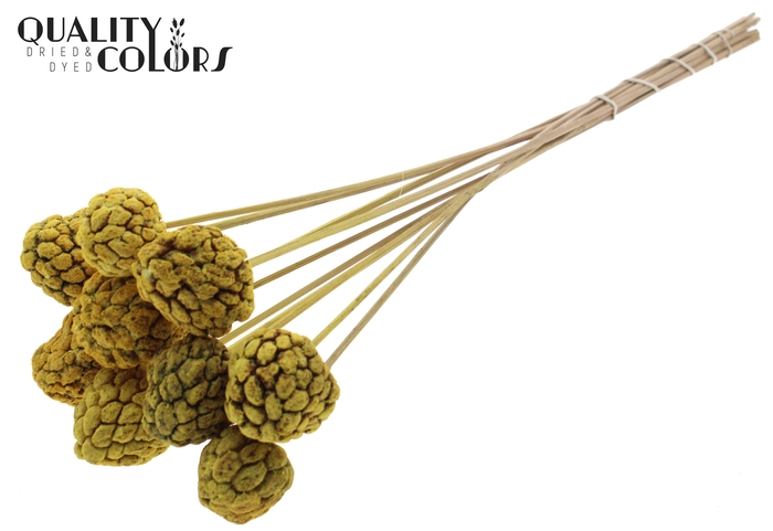 Atta Fruit on stem Bleached Yellow