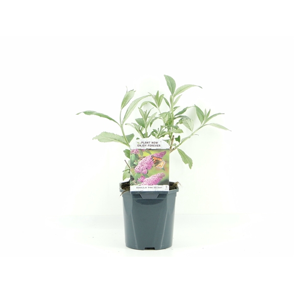 <h4>Buddleja dav. Pink Delight</h4>