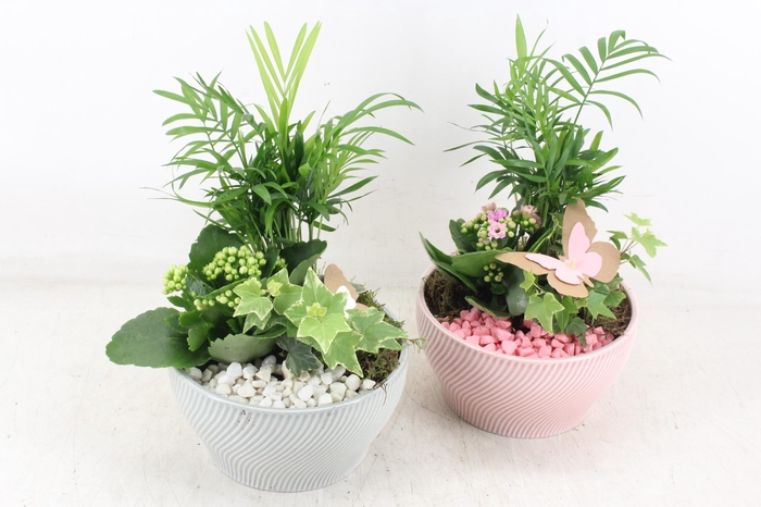 <h4>arr2 PL - Ker. lazaro schaal x3 - roze/wit</h4>