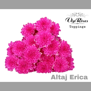 CHR T ALTAJ ERICA