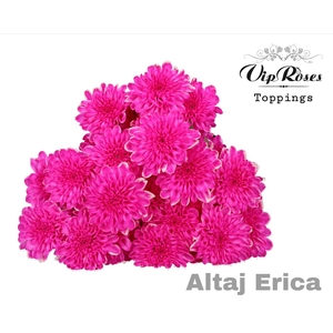 CHR T ALTAJ ERICA