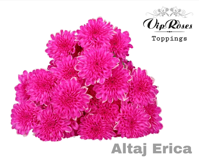 <h4>CHR T ALTAJ ERICA</h4>