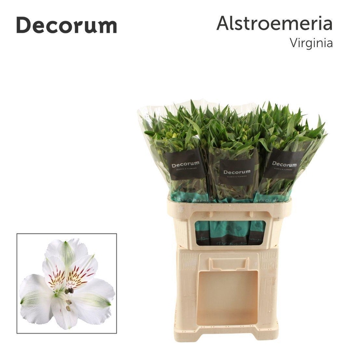 <h4>ALSTR VIRGINIA Decorum</h4>