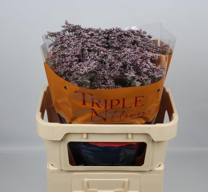 <h4>LIM SAF OSHI PINK</h4>