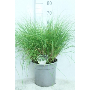Pennisetum alopec. 'Hameln'