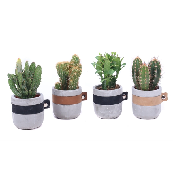 <h4>Cactus mix 5,5 cm in Bali sierpot</h4>