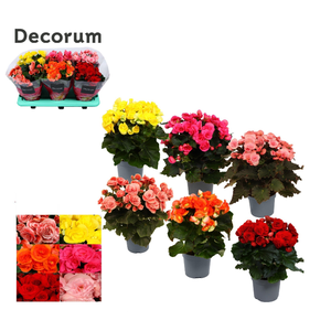 Begonia Elatior Grp dubbelbloemig gemengd