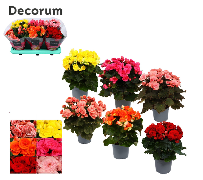 <h4>Begonia Elatior Grp dubbelbloemig gemengd</h4>