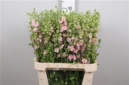 <h4>Cons R Q Light Pink</h4>