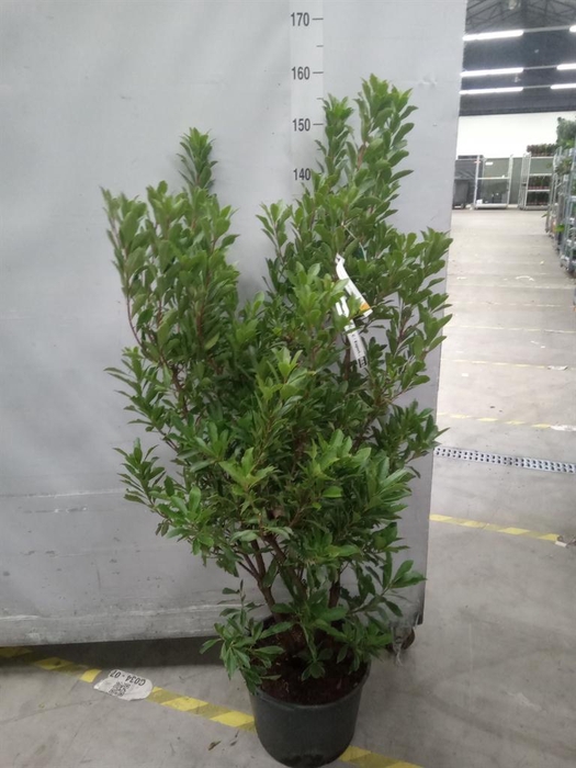 <h4>Arbutus unedo</h4>