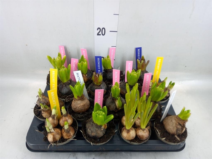 <h4>Bolbloemen   ...mix</h4>