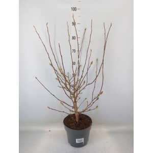 Magnolia stellata 'Royal Star'