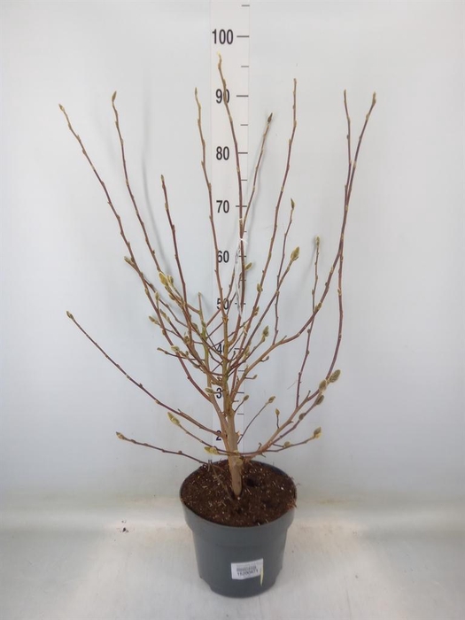 <h4>Magnolia stellata 'Royal Star'</h4>