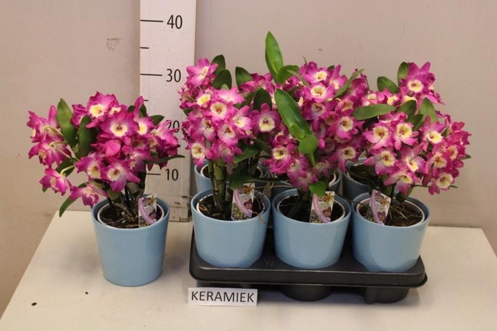 <h4>DEND NOBILE</h4>