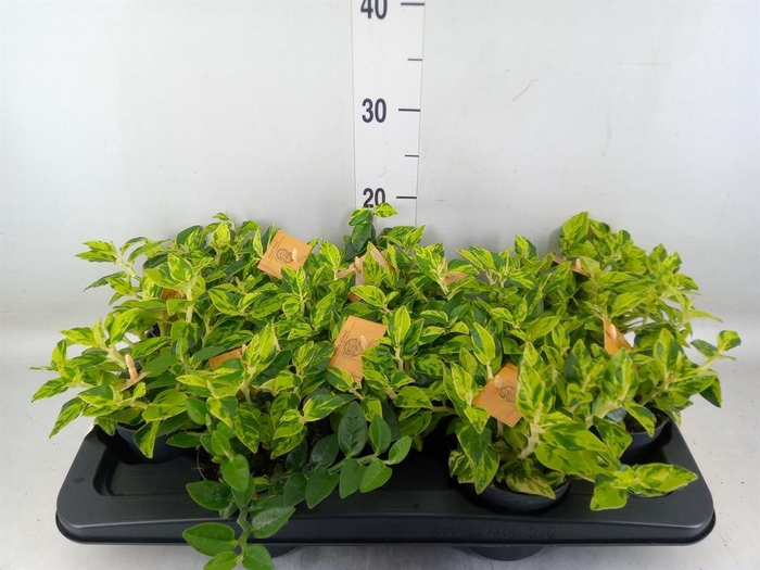 <h4>Planten   ... L%</h4>