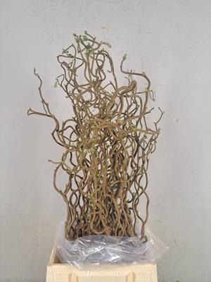 Corylus (1-jarig)