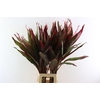 Cordyline Pink Sisters Xxl