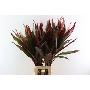 Cordyline Pink Sisters