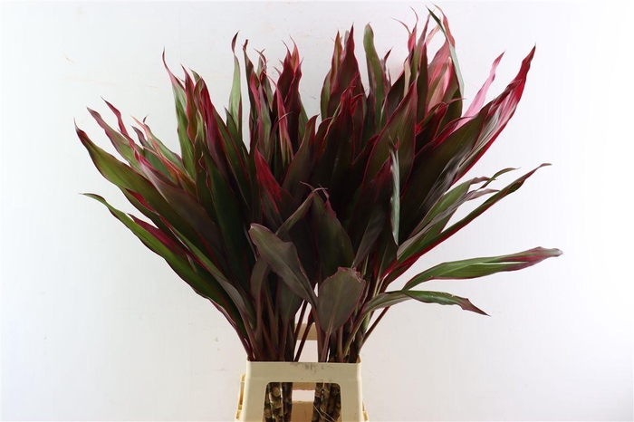 <h4>Cordyline Pink Sisters</h4>
