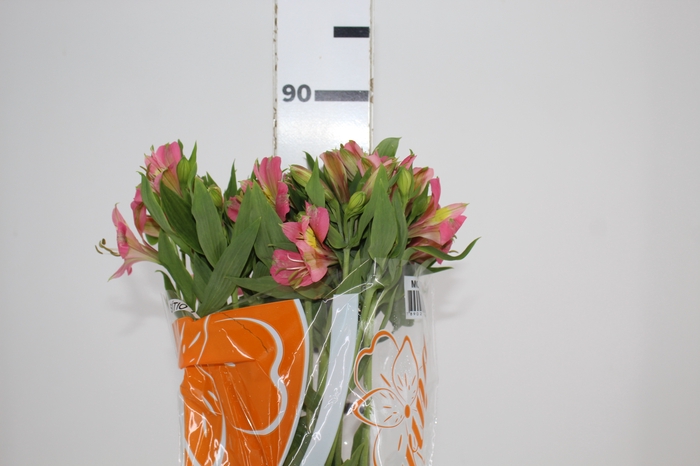 <h4>ALSTROEMERIA MODENA 080 CM</h4>