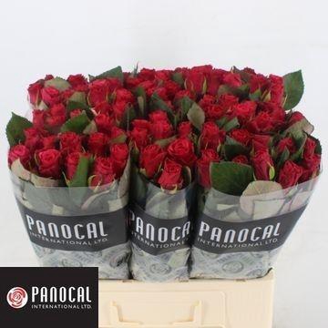 <h4>R GR TACAZZI+</h4>